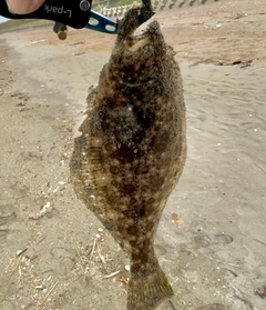 ソゲの釣果