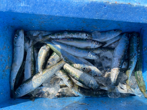 イワシの釣果