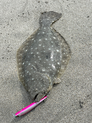 ソゲの釣果