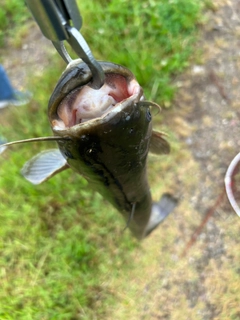 ナマズの釣果