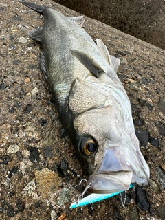 スズキの釣果