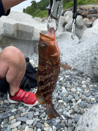 釣果