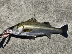 フッコ（マルスズキ）の釣果