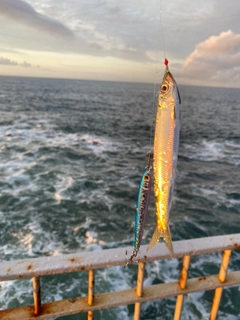 カマスの釣果