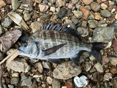 クロダイの釣果