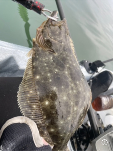 ガンゾウビラメの釣果