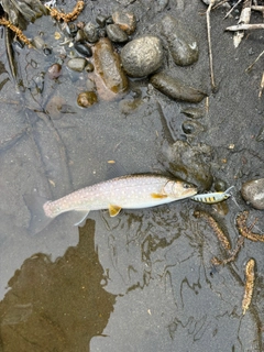 アメマスの釣果