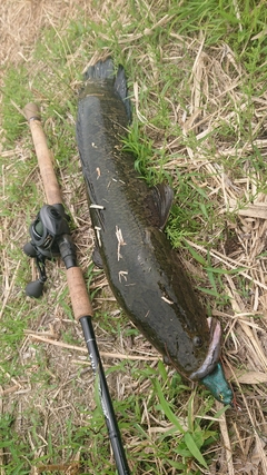 ライギョの釣果