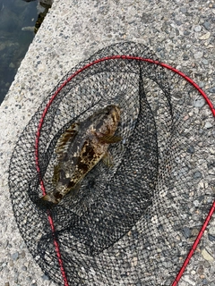 タケノコメバルの釣果