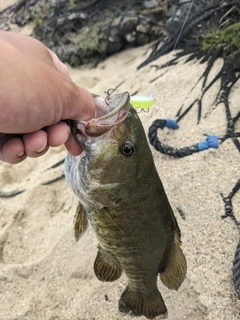 スモールマウスバスの釣果