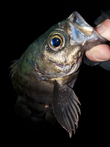 メバルの釣果