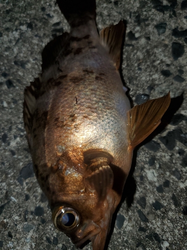 メバルの釣果