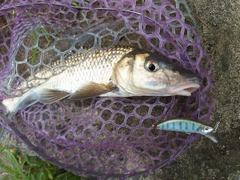 ニゴイの釣果