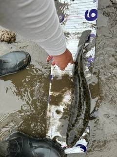 カムルチーの釣果