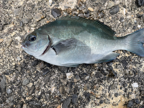 メジナの釣果