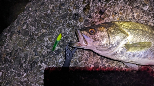 シーバスの釣果