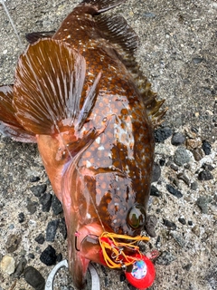 アコウの釣果