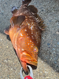 アコウの釣果