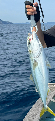 ヤズの釣果