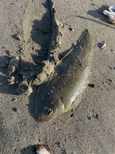 シタビラメの釣果