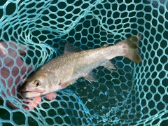 アメマスの釣果