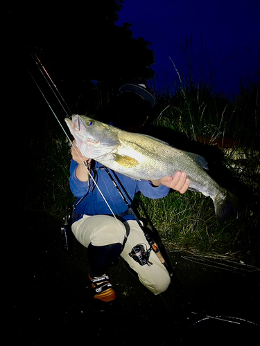 スズキの釣果