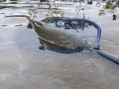 イトウの釣果