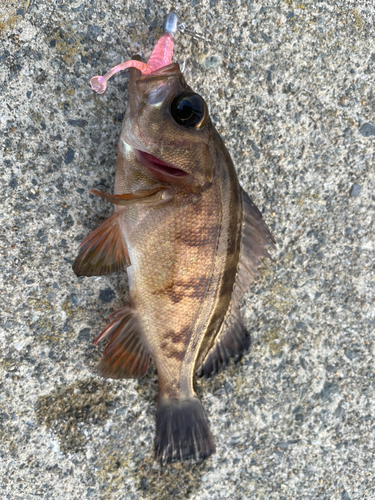 メバルの釣果