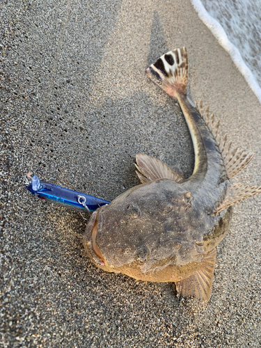 マゴチの釣果