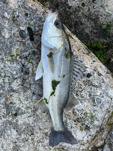 スズキの釣果