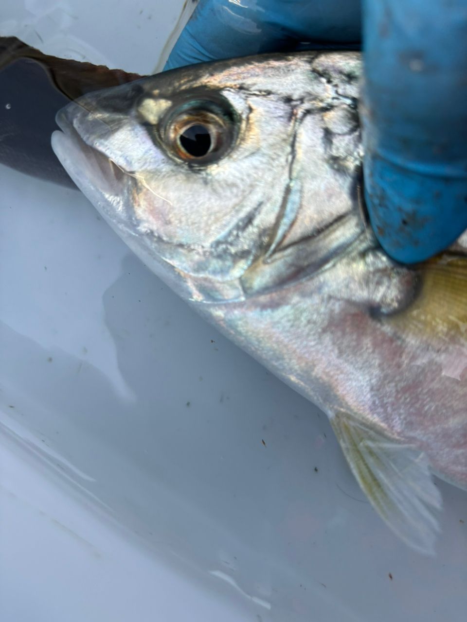 浩房13-80さんの釣果 1枚目の画像