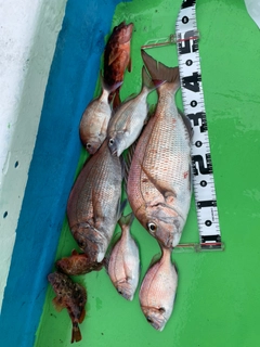 タイの釣果