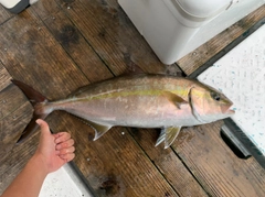 カンパチの釣果