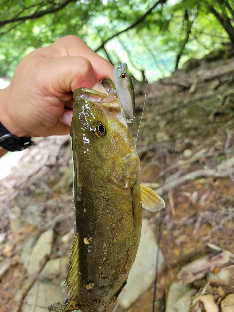 スモールマウスバス