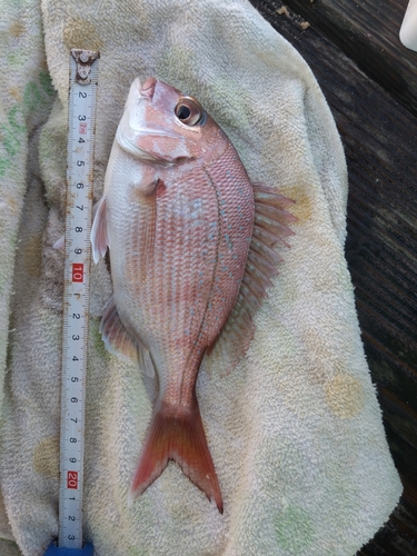 マダイの釣果