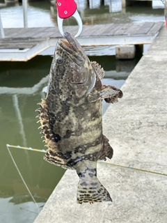 ハタの釣果