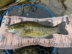 スモールマウスバスの釣果