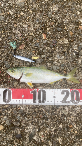 南港魚つり公園