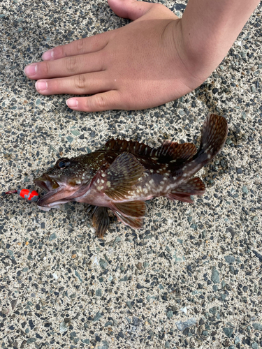 カサゴの釣果