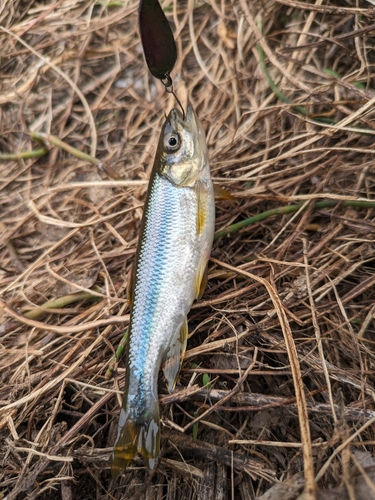 カワムツの釣果