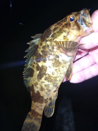 タケノコメバルの釣果