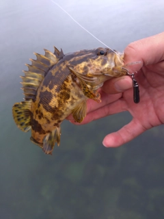 タケノコメバルの釣果