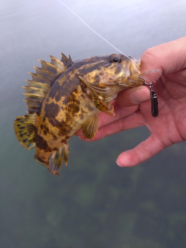 タケノコメバルの釣果