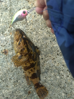 タケノコメバルの釣果