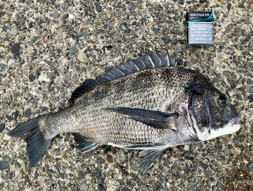 クロダイの釣果