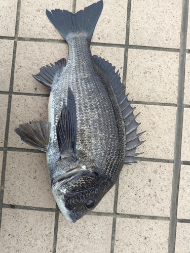 チヌの釣果