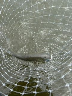 ボラの釣果