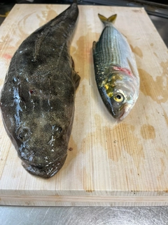 マゴチの釣果