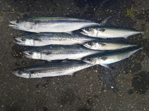 サゴシの釣果