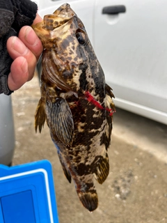 タケノコメバルの釣果